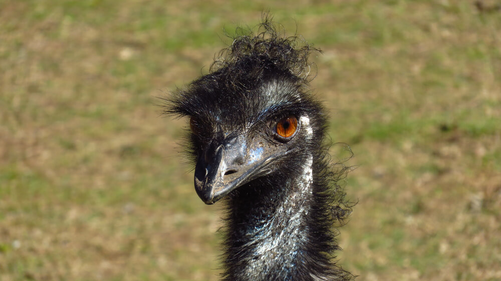Emus inspired some of John Murray’s greatest works