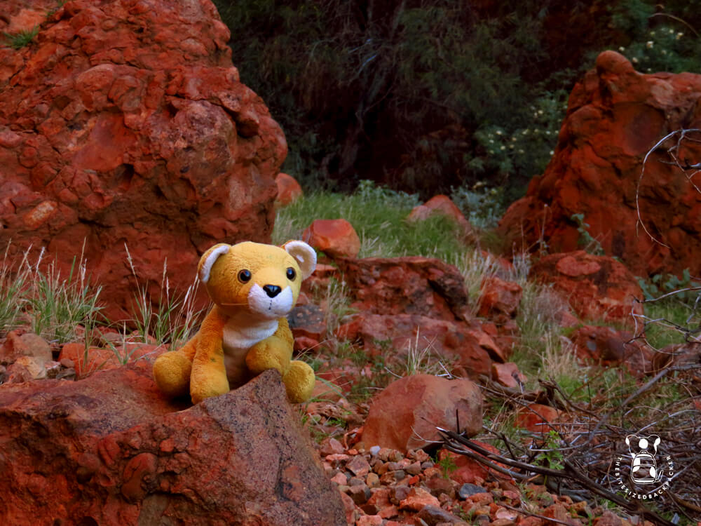Fluffy walks the Valley of the Winds at Kata Tjuta
