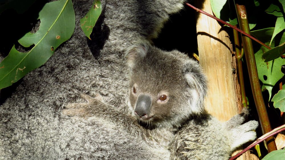 Koalas enjoying an eucalyptus tree dinner