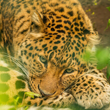 Adopt a Leopard