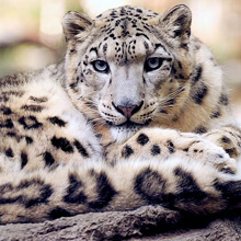 Adopt a Snow Leopard