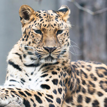Adopt a Amur Leopard